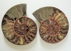 ammonite sezione con guscio - L' ALLORO di Mariani Laura