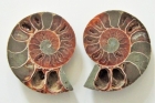 ammonite - sezione con guscio - L' ALLORO di Mariani Laura