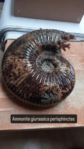 Ammonite giurassica perisphinctes - L' ALLORO di Mariani Laura